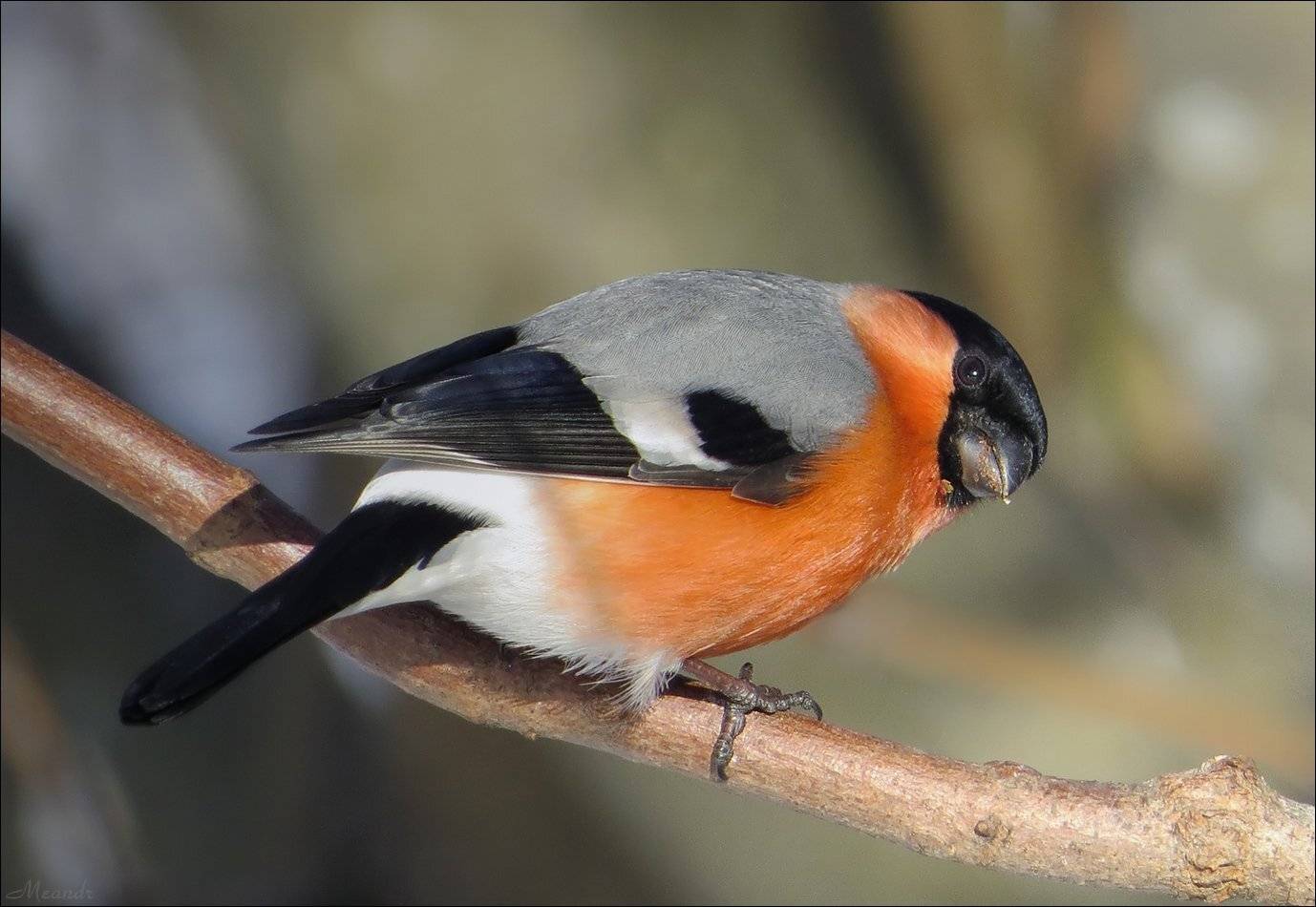 снегирь, Андрей Медведев
