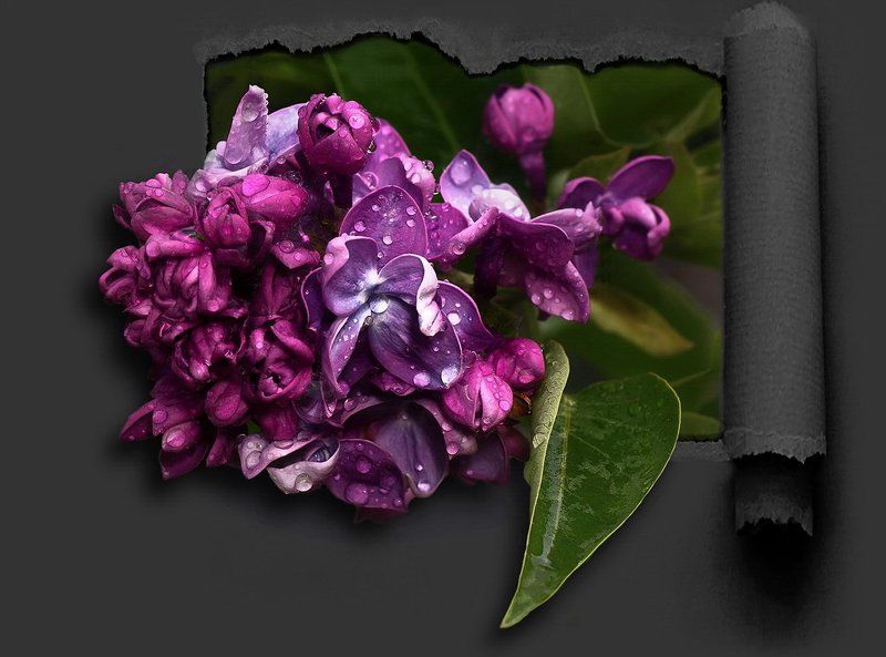 Просто цветы... фото превью