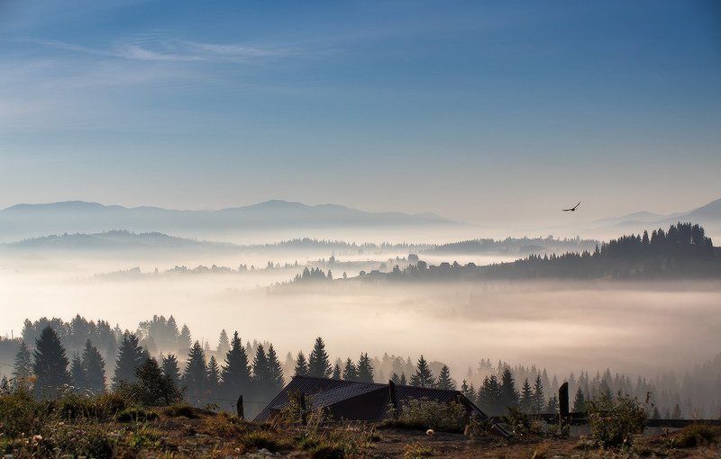 Горы, Карпаты, Осень, Рассвет, Сентябрь, Туман, Украина, Утро Осенняя с птицей фото превью