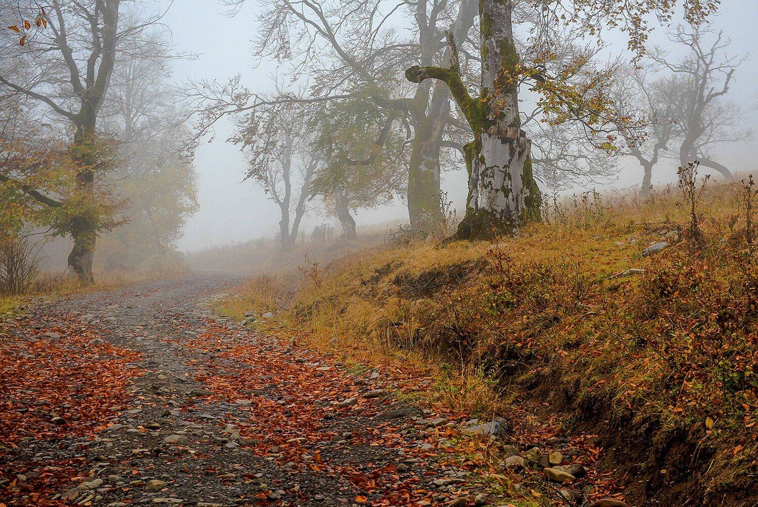 грузия, осень, бакуриани, лес, туман, Владимир Штыриков