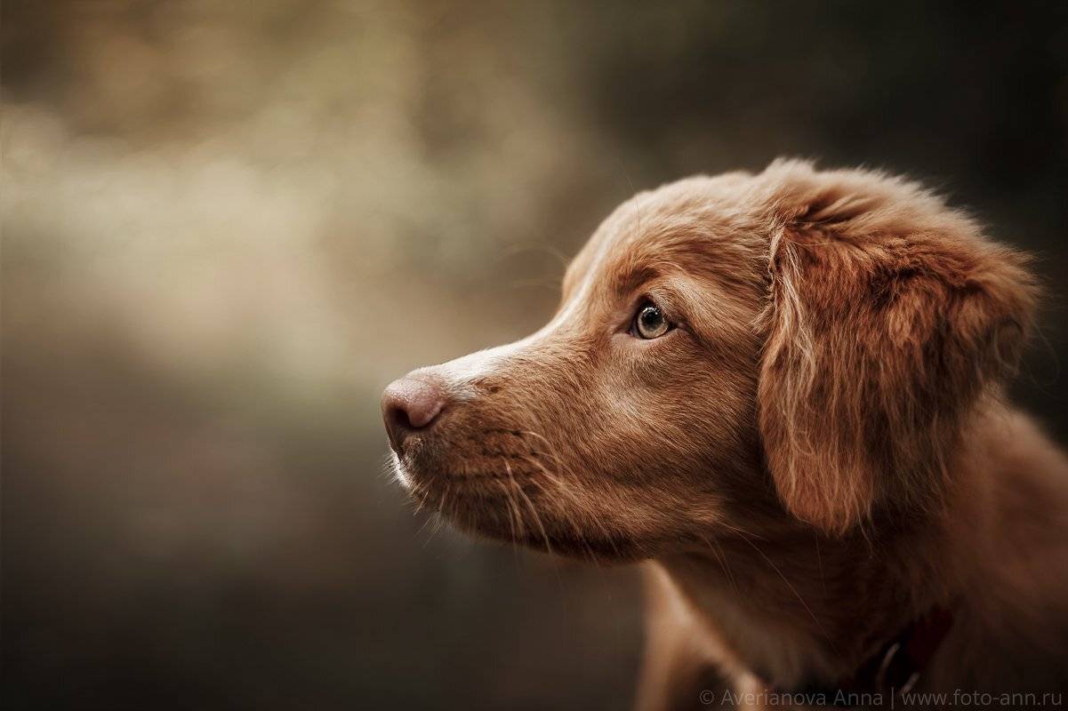 собака, ретривер, портрет, Анна Аверьянова