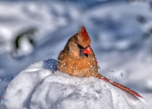 Снежная ванна