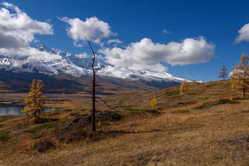 ештыкель, алтай, осень, горы, altai, autumn, mountain Дерево-облако фото превью