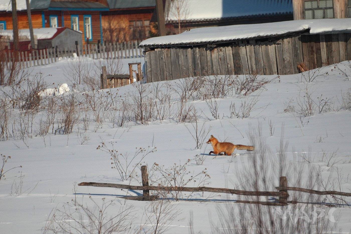 животные лиса зима, Шангареев Марс