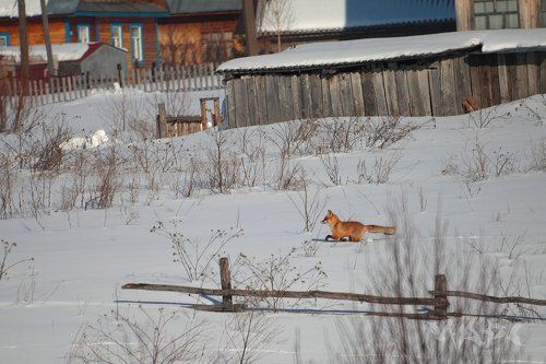 В поисках курочки