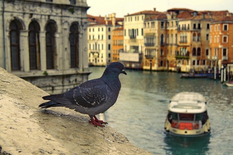 Символы Венеции фото превью