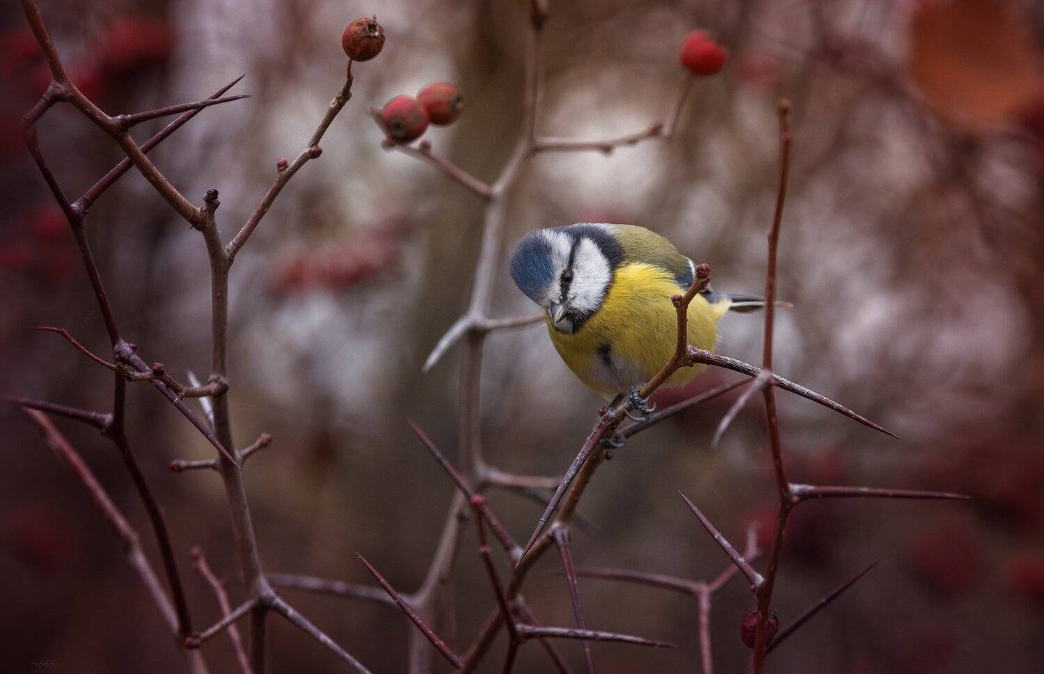 природа, лес, животные, птицы, Дмитрий Посевич