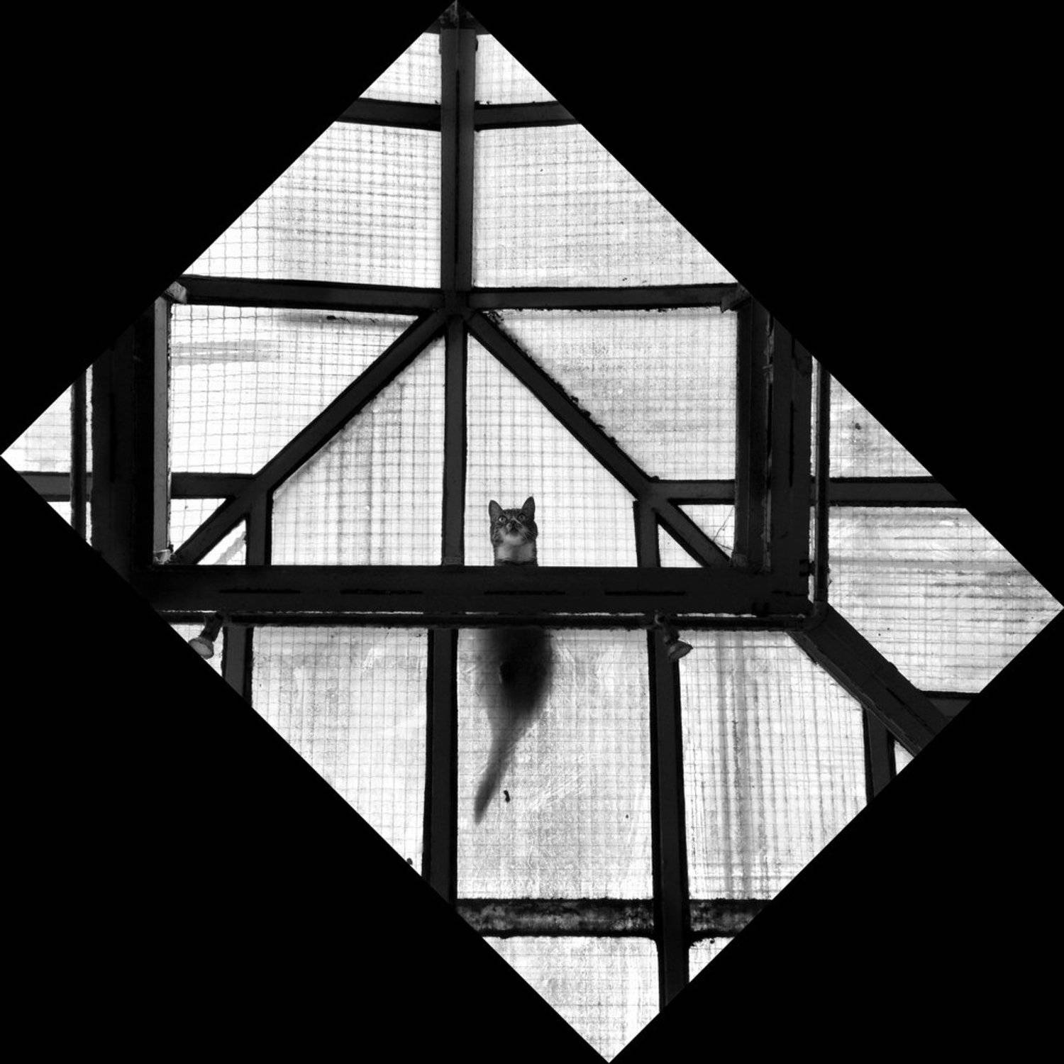 cat, roof, geometry, animal, consruction, hunt, hunter, city, street, Nikolai Endegor