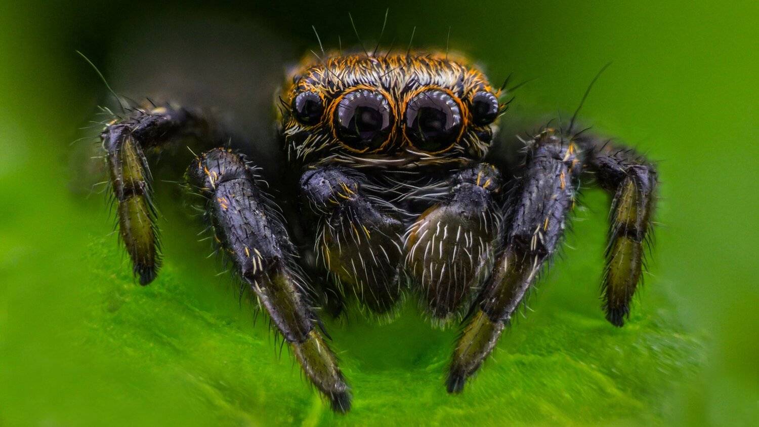 ceclii,macro,lgg4, Tsvetan Ganev