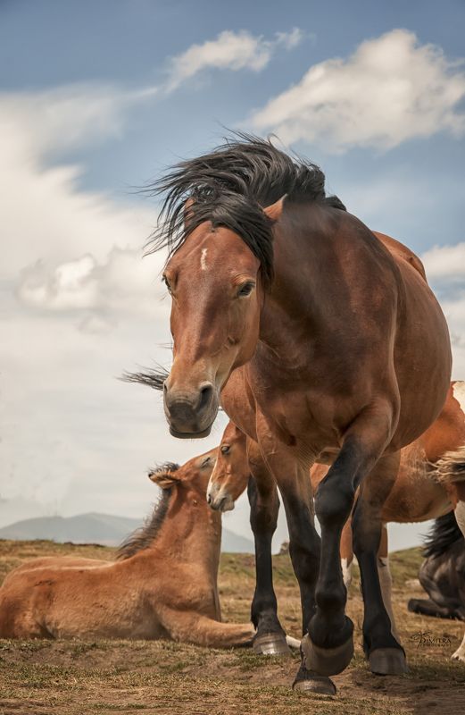 Буцефал фото превью