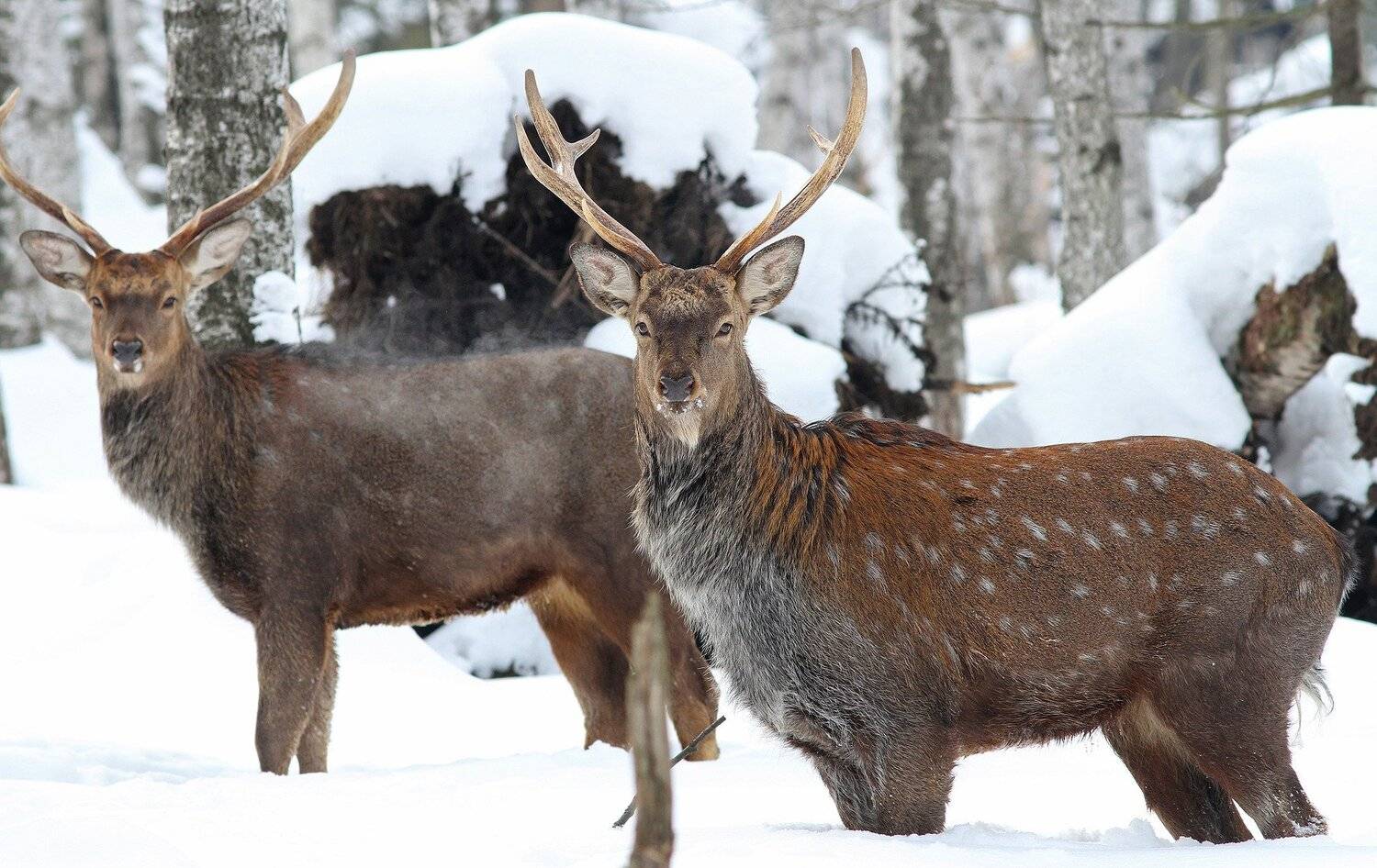 лосиный остров,пятнистый олень,, Михаил Крюков