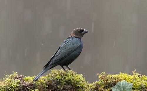 Буроголовый коровий трупиал - Brown-headed Cowbird