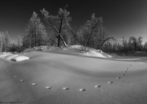По следам невиданных зверей.
