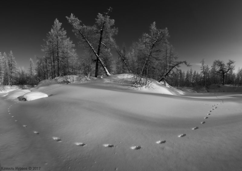 По следам невиданных зверей. фото превью