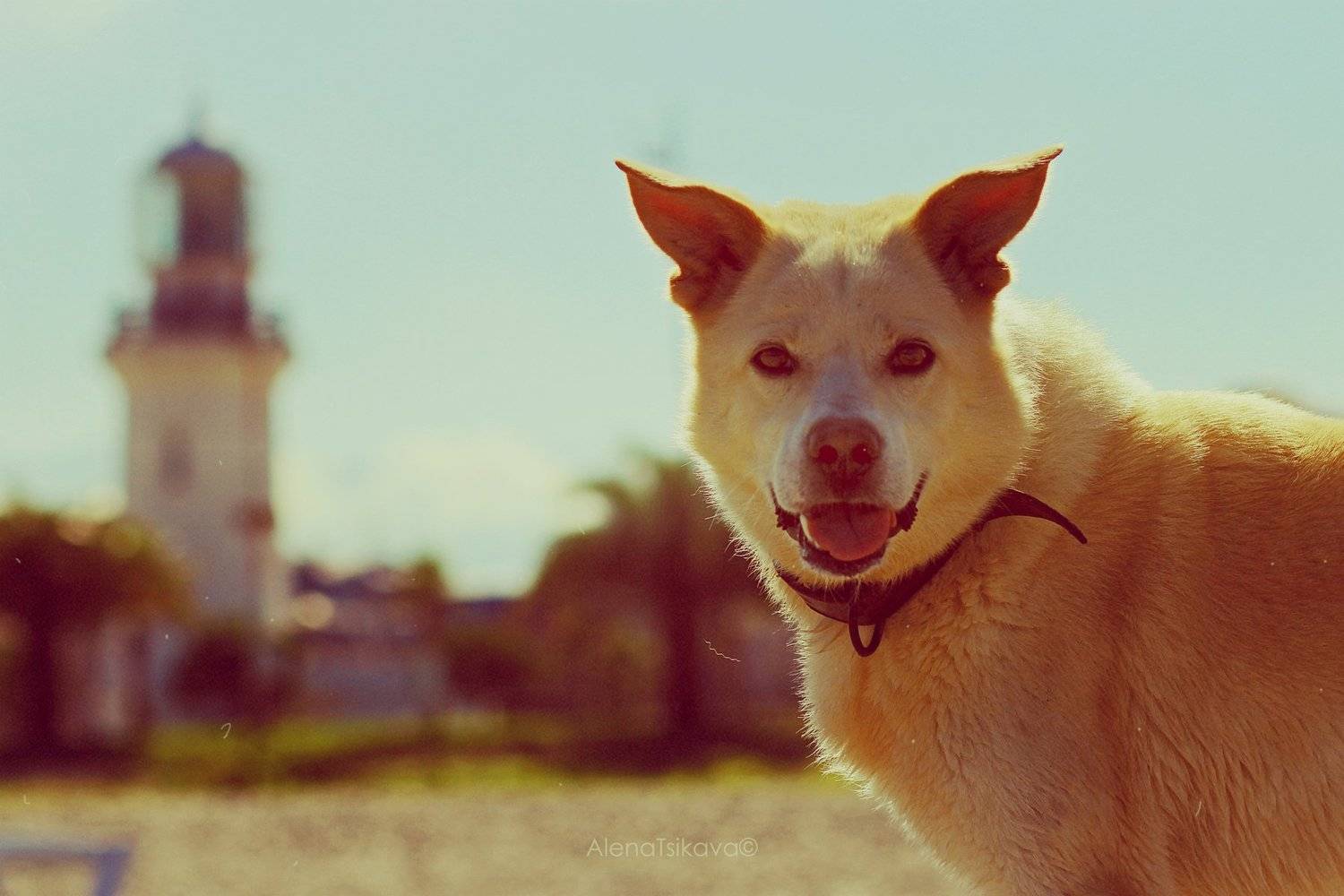 пес , Алёна Цикава