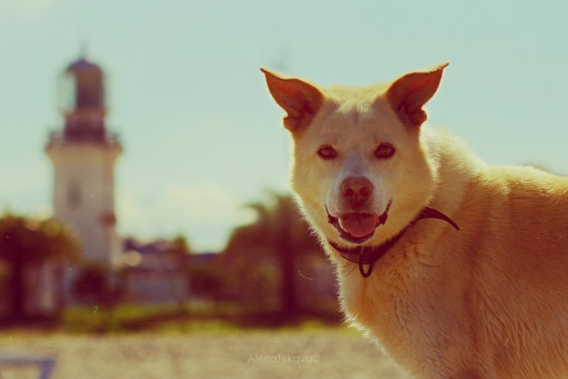 пес   фото превью