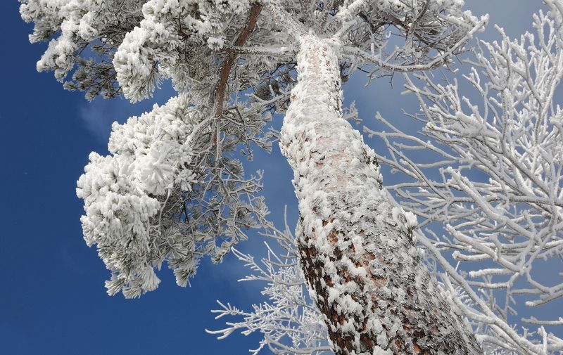 Frozen tree фото превью