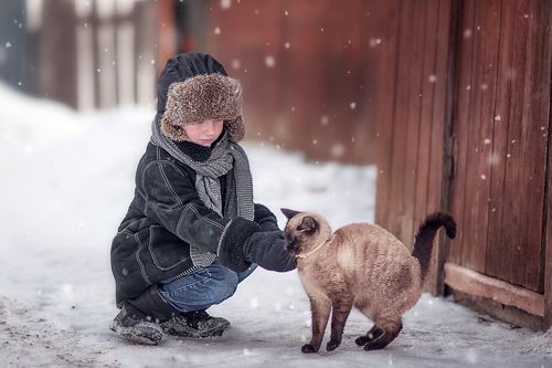 Бродячий кот