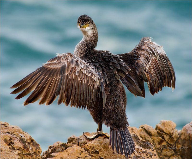 Опять ты?! фото превью