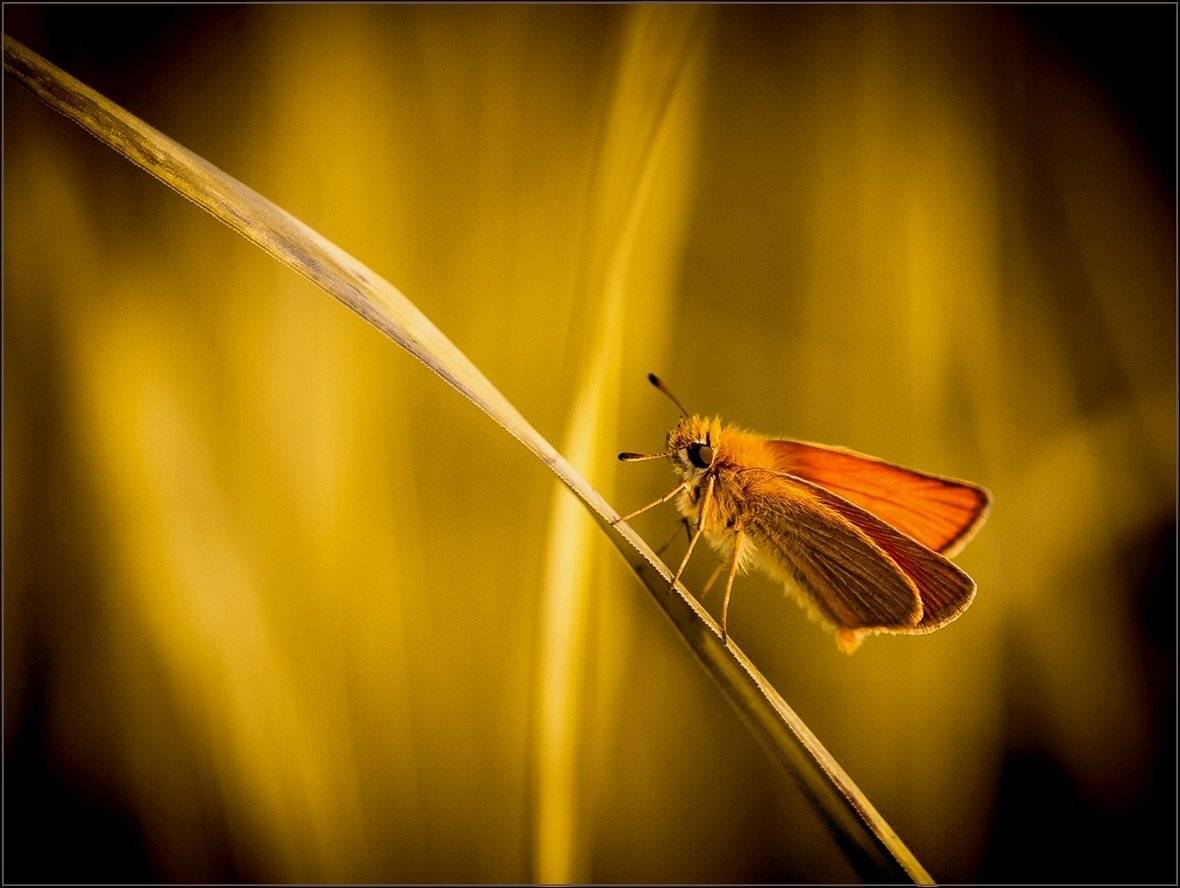 макро, Виктор Парщиков