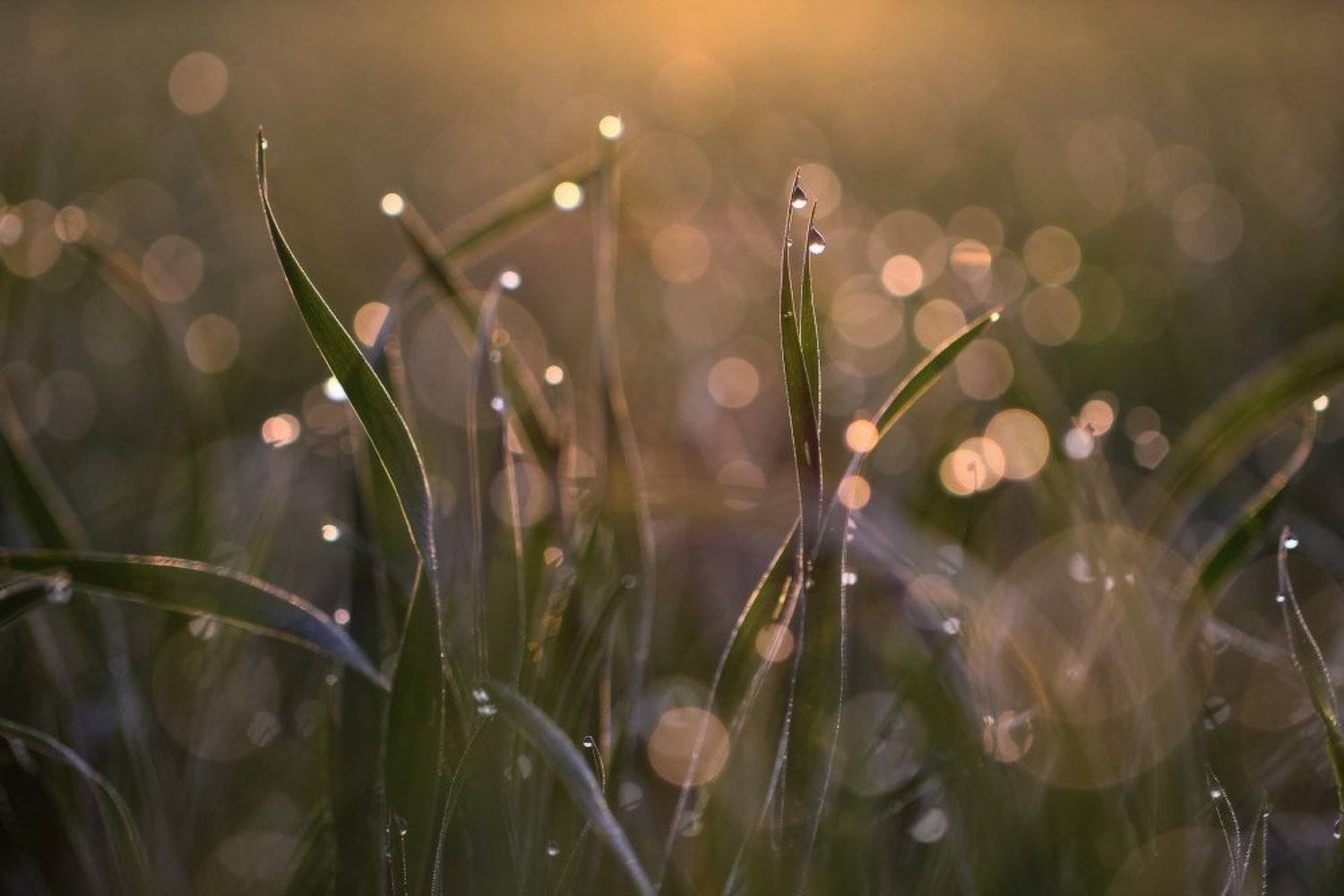 роса,капли,макро,утро, Андрей Дитковский