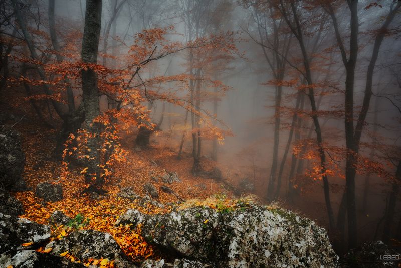 И на камнях растут деревья ... фото превью
