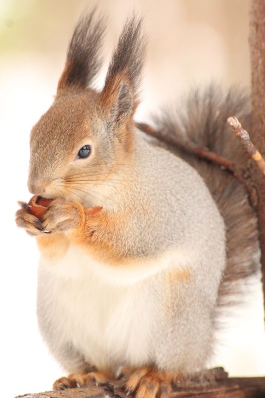 белка, зима, орех Орехи - любимая еда фото превью