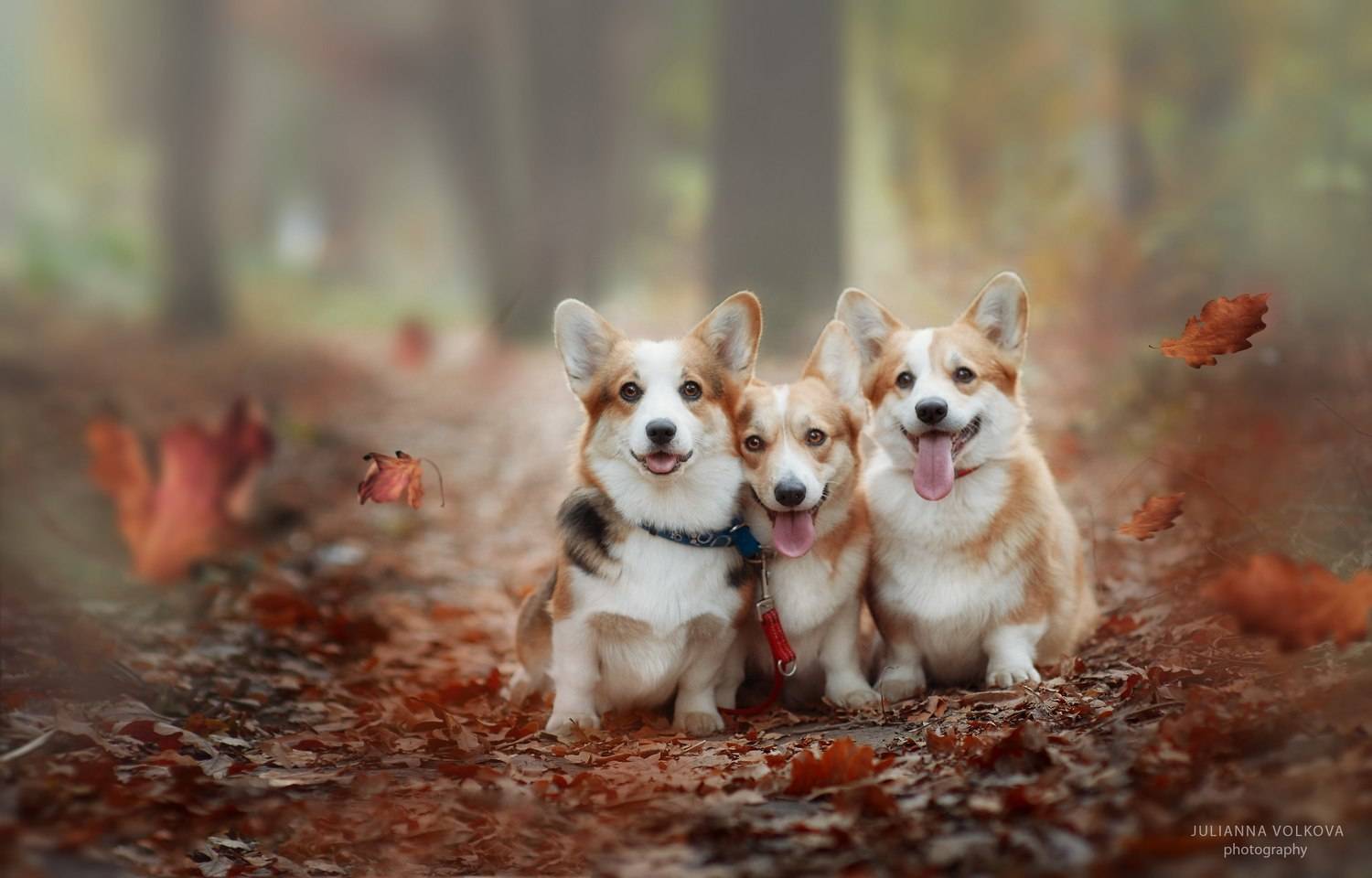 собаки, вельш-корги пемброк, парк, осень, Волкова Юлианна