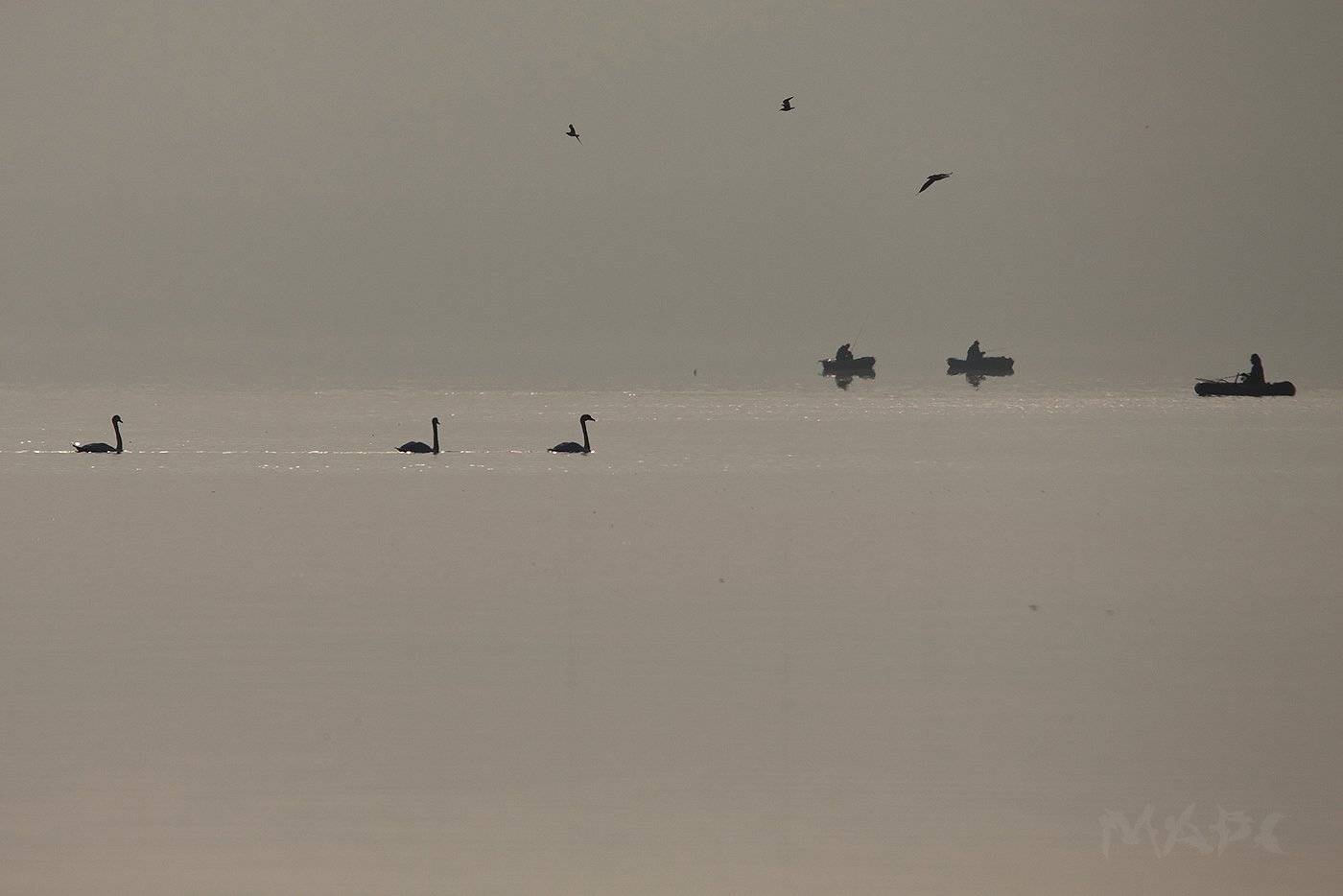 животные птицы лебеди озеро кандры-куль башкортостан ноябрь, Шангареев Марс