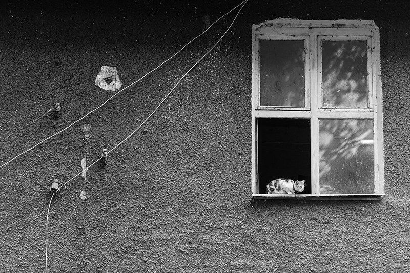 Welcome Cat! фото превью