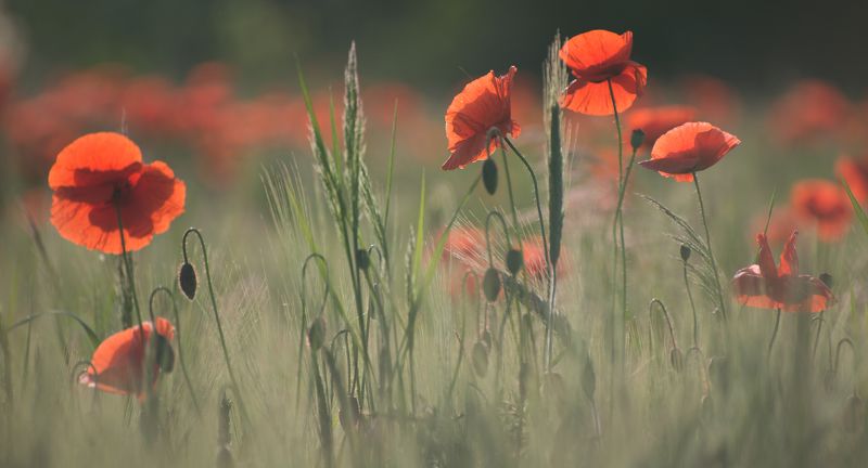 м о и  л ю б и м ы е фото превью