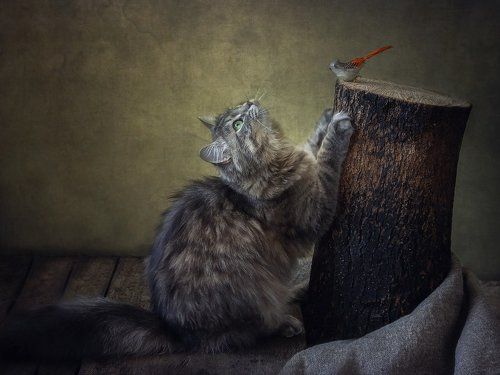 Масяня и пенек