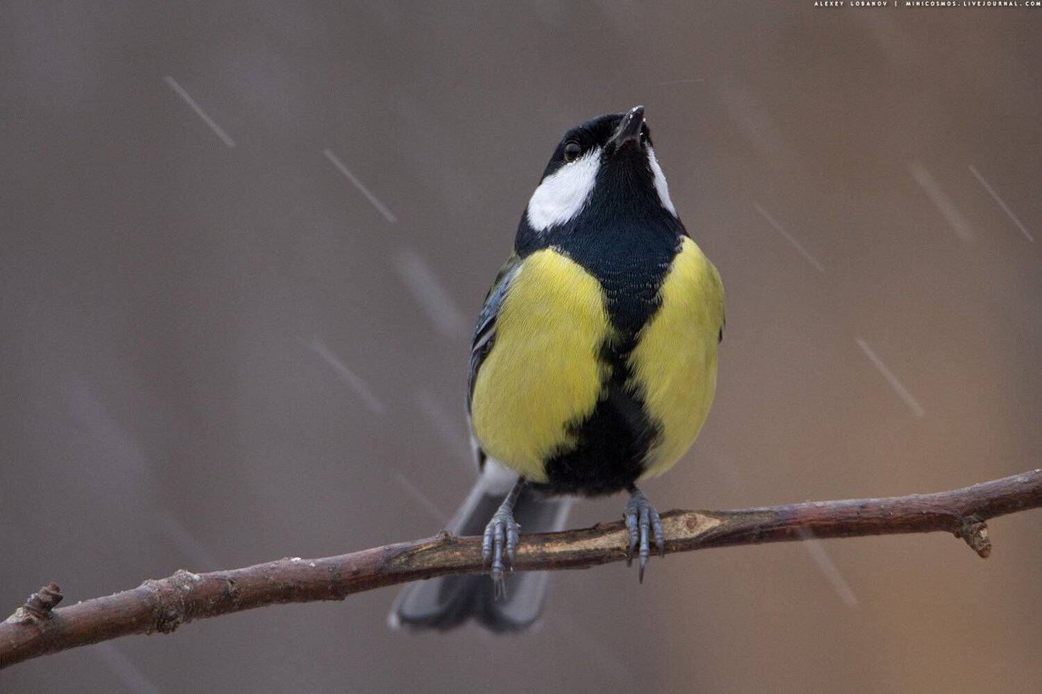 , Алексей Лобанов