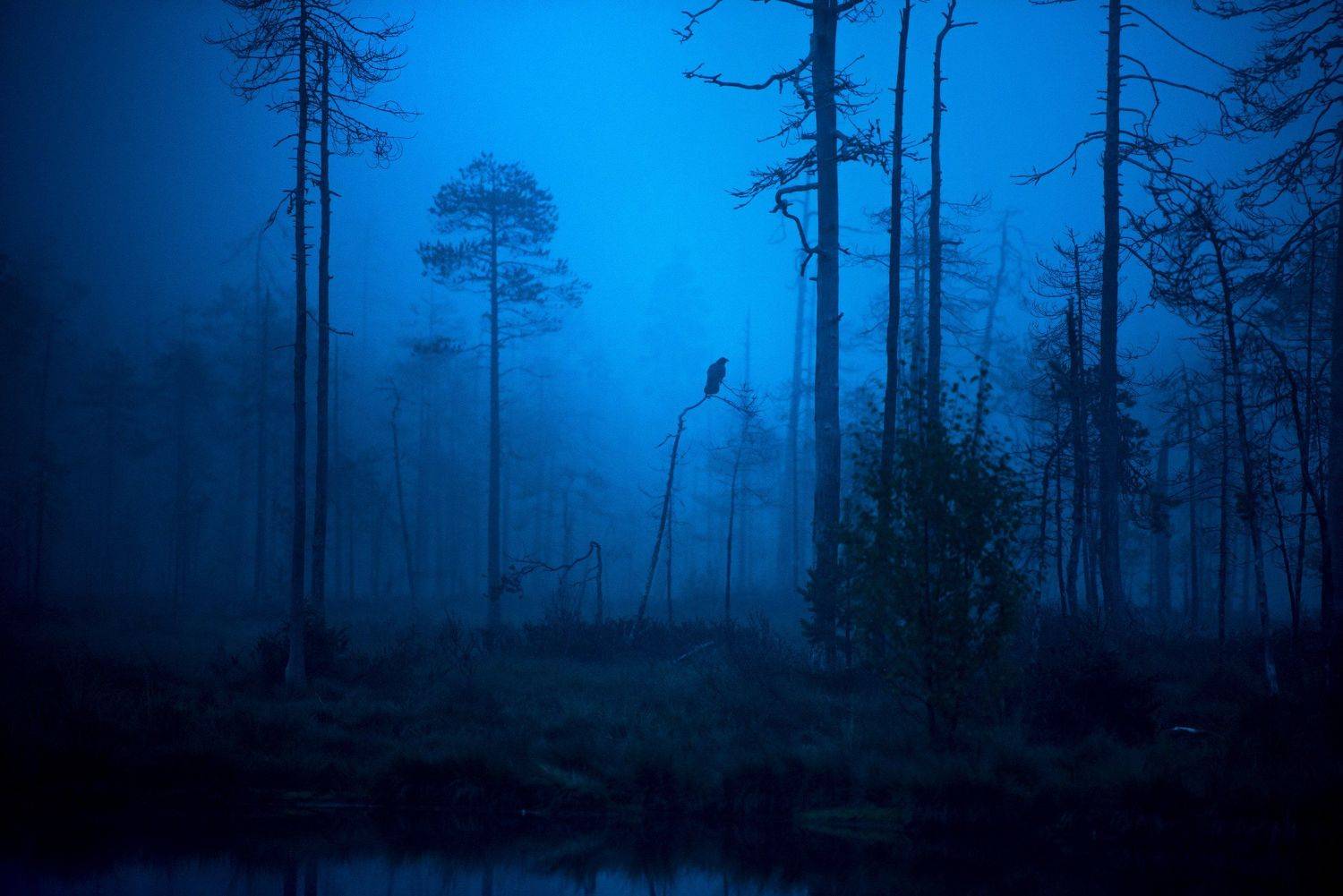 raven, morning, mist, finland, Jarkko J&auml;rvinen
