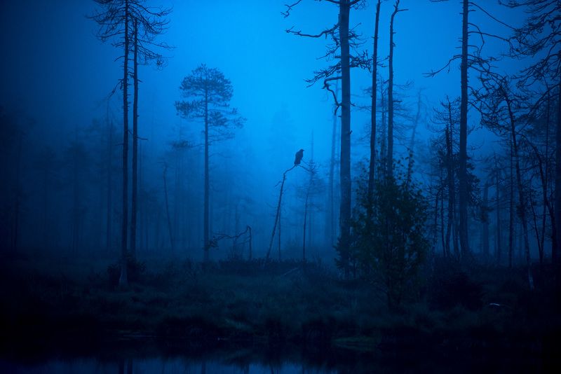 raven, morning, mist, finland Raven in morning mist фото превью