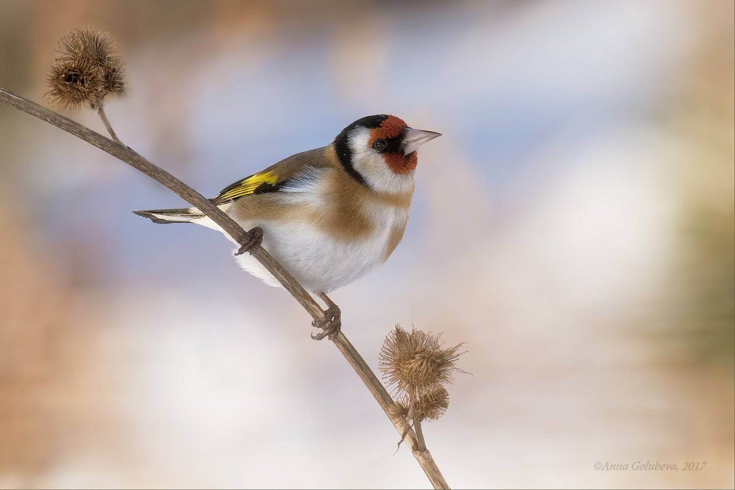 птицы, природа, щегол, carduelis carduelis, черноголовый щегол, зима, февраль, 2017, москва, куркино, Анна Голубева