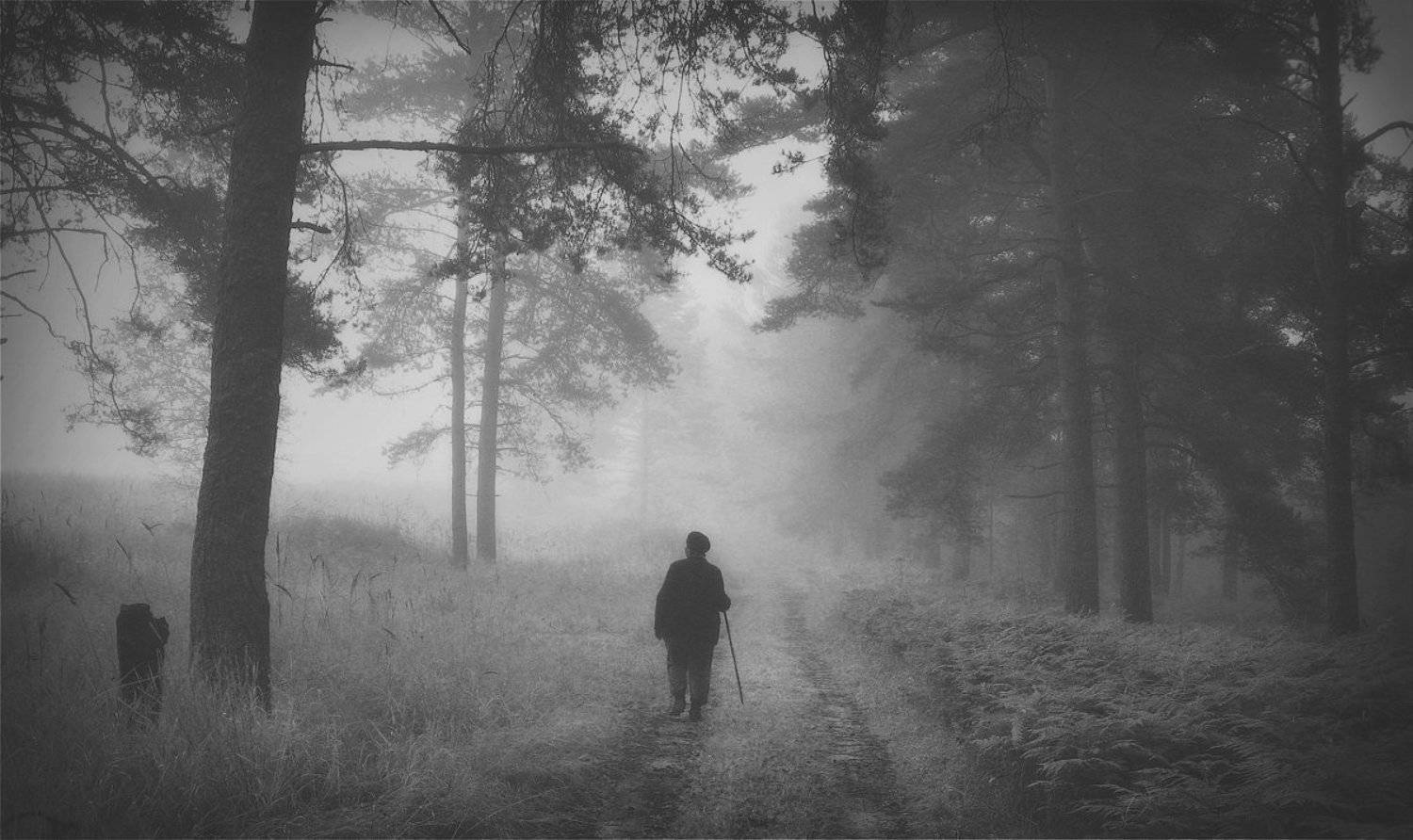 чб, питер, чёрно белое,  болото, туман,  ленинградская область, ленобласть, Таня SHE (Aiya)