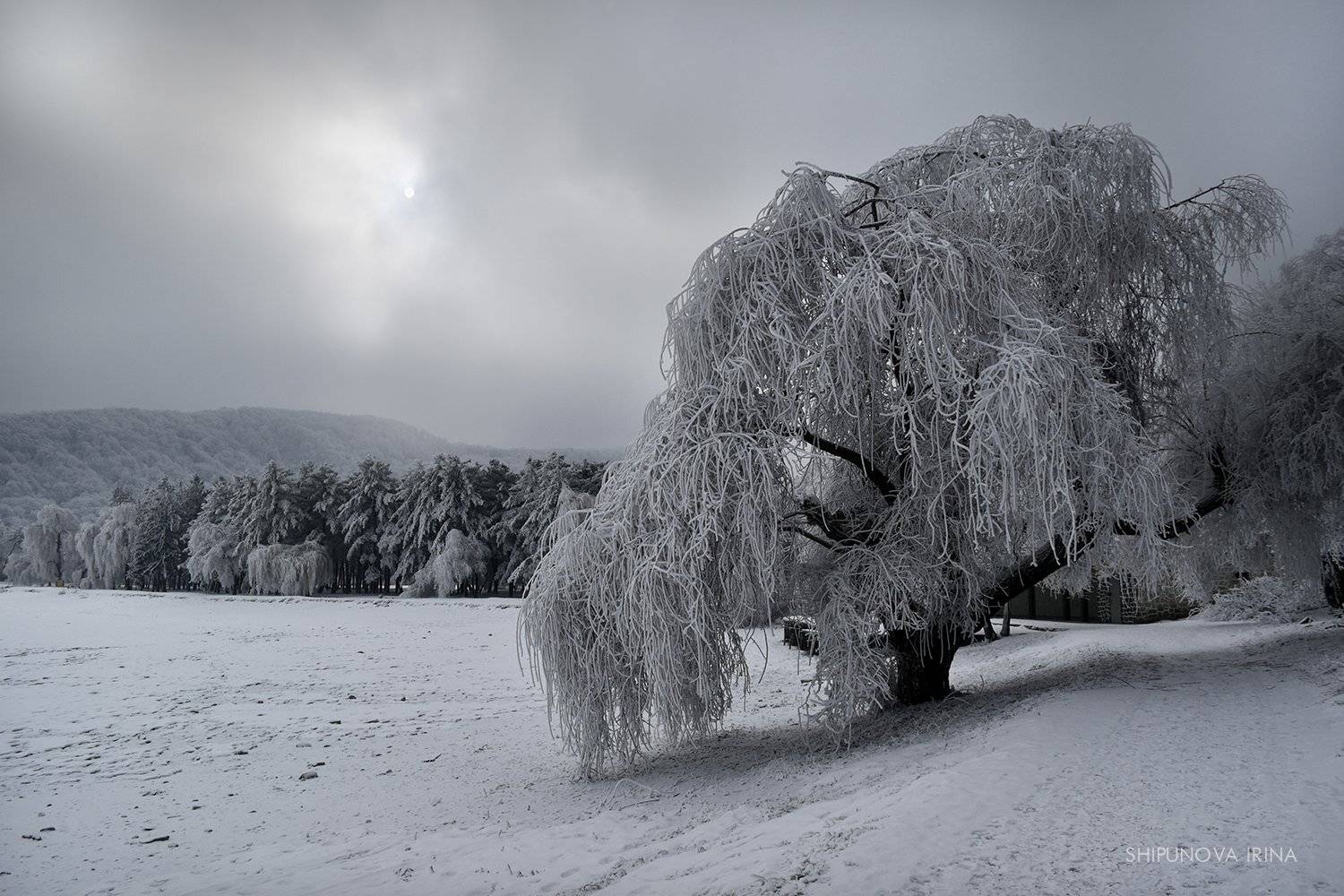 зима ива иней, Шипунова Ирина