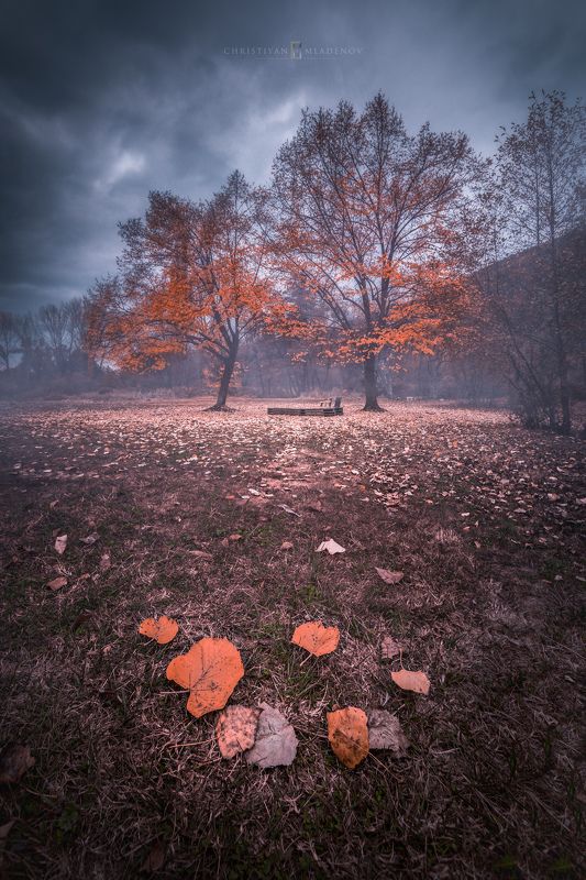 autumn, fall, landscape, trees, forest, woods, bulgaria, colors, nature, fog, mist, rain, october, sky, clouds Fall & Love фото превью