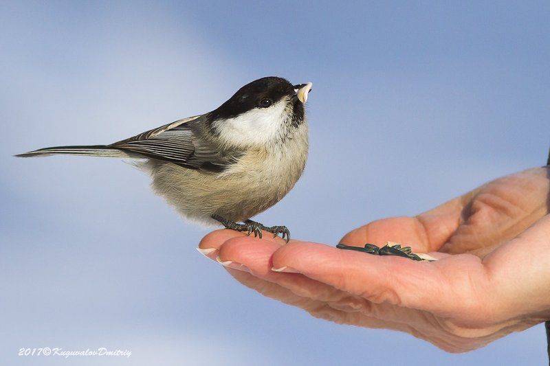 Гаичка фото превью