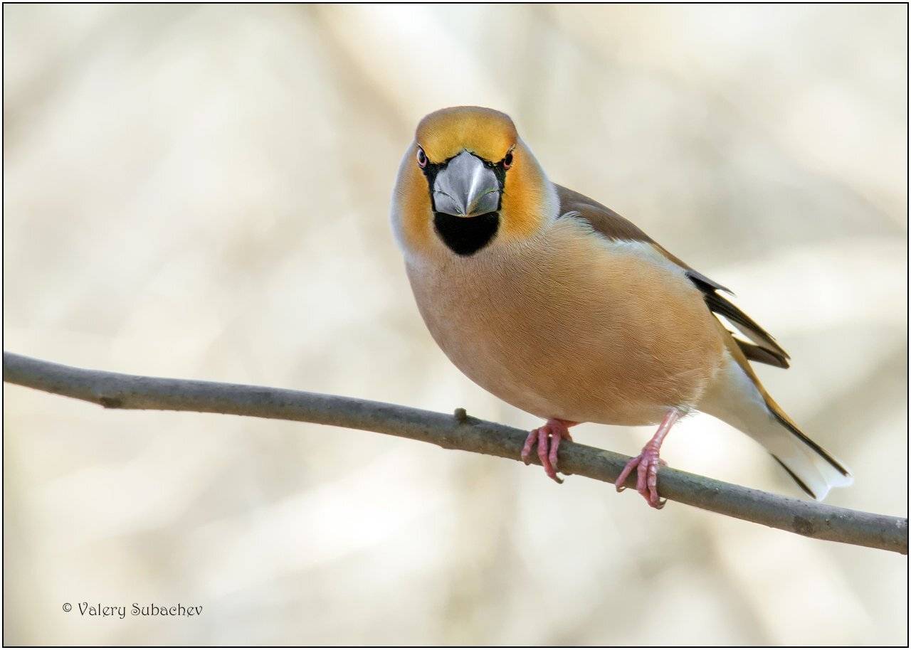 , Валерий Субачев