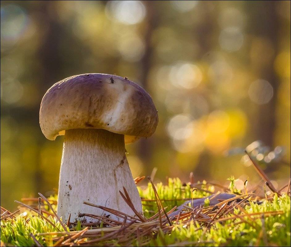 , Бурлов Андрей