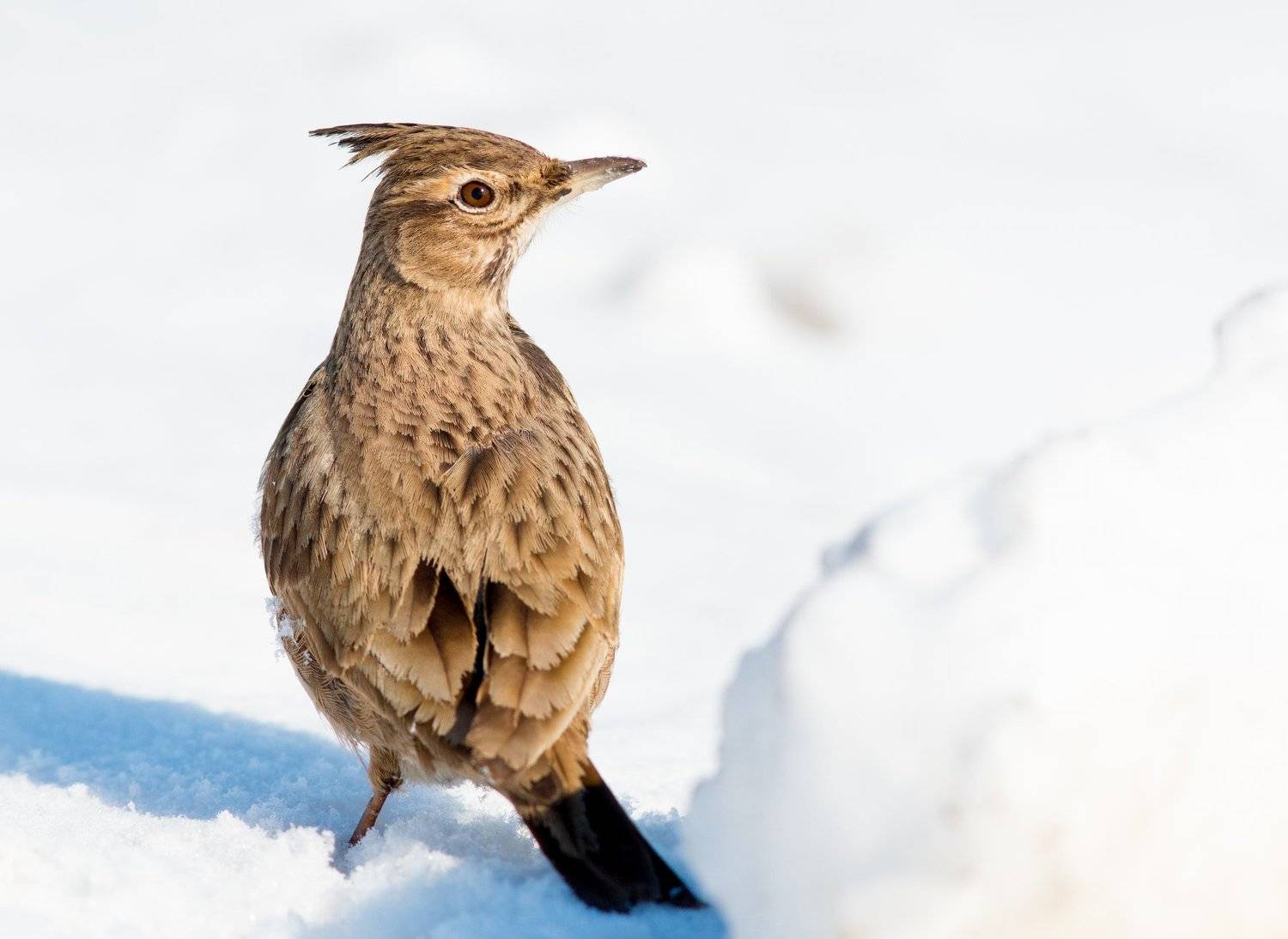 птицы, жаворонок, Алина Урусова
