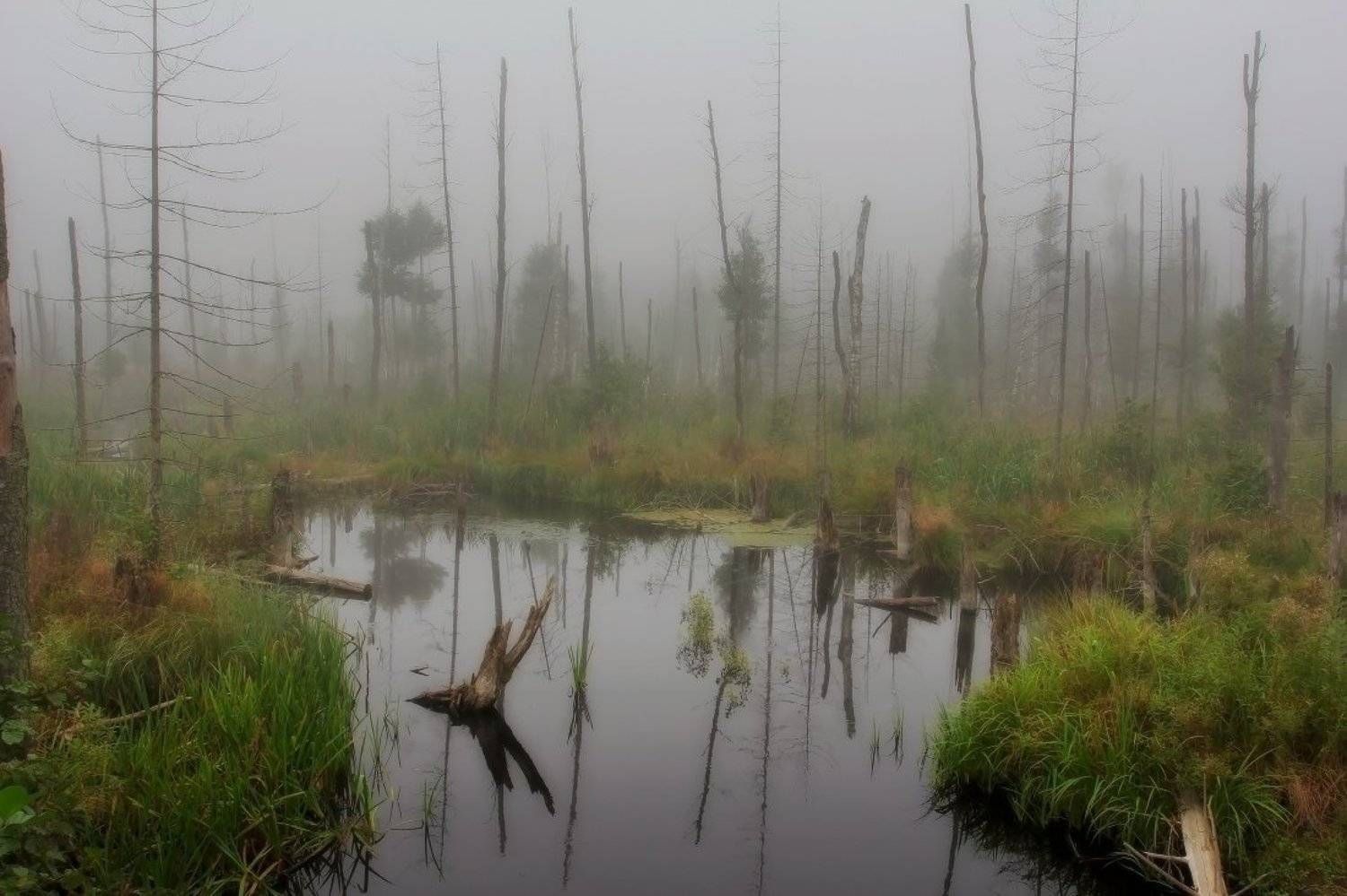 болото, Андрей Дитковский