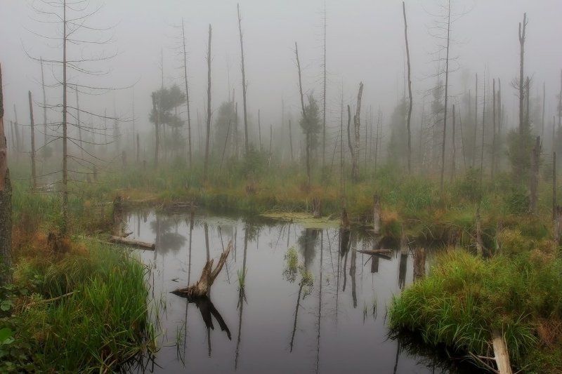 болото  фото превью