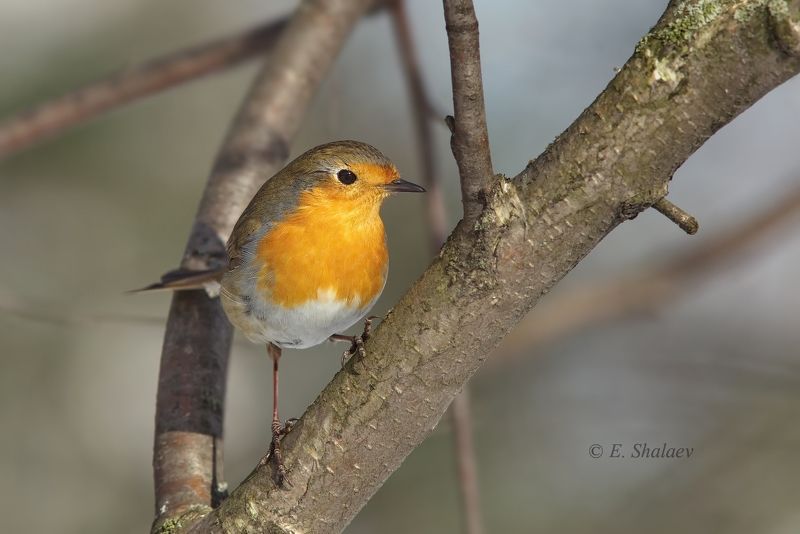 Birds, Большая синица, Большой пестрый дятел, Длиннохвостая синица, Дрозд рябинник, Зарянка, Зеленушка, Лазоревка, Птица, Птицы, Серая ворона, Сизый голубь, Снегирь Февральские встречи. фото превью