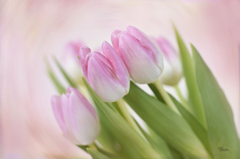 Розовое настроение с тюльпаны фото превью