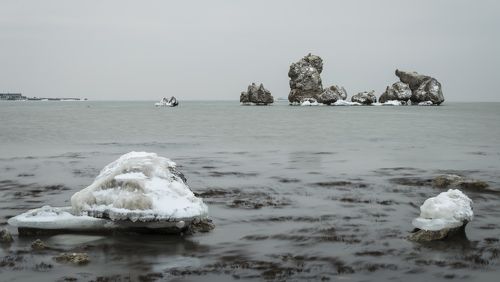 Зимовка камней-черноморов.