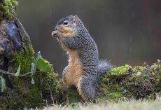 Лисья белка - Fox Squirrel