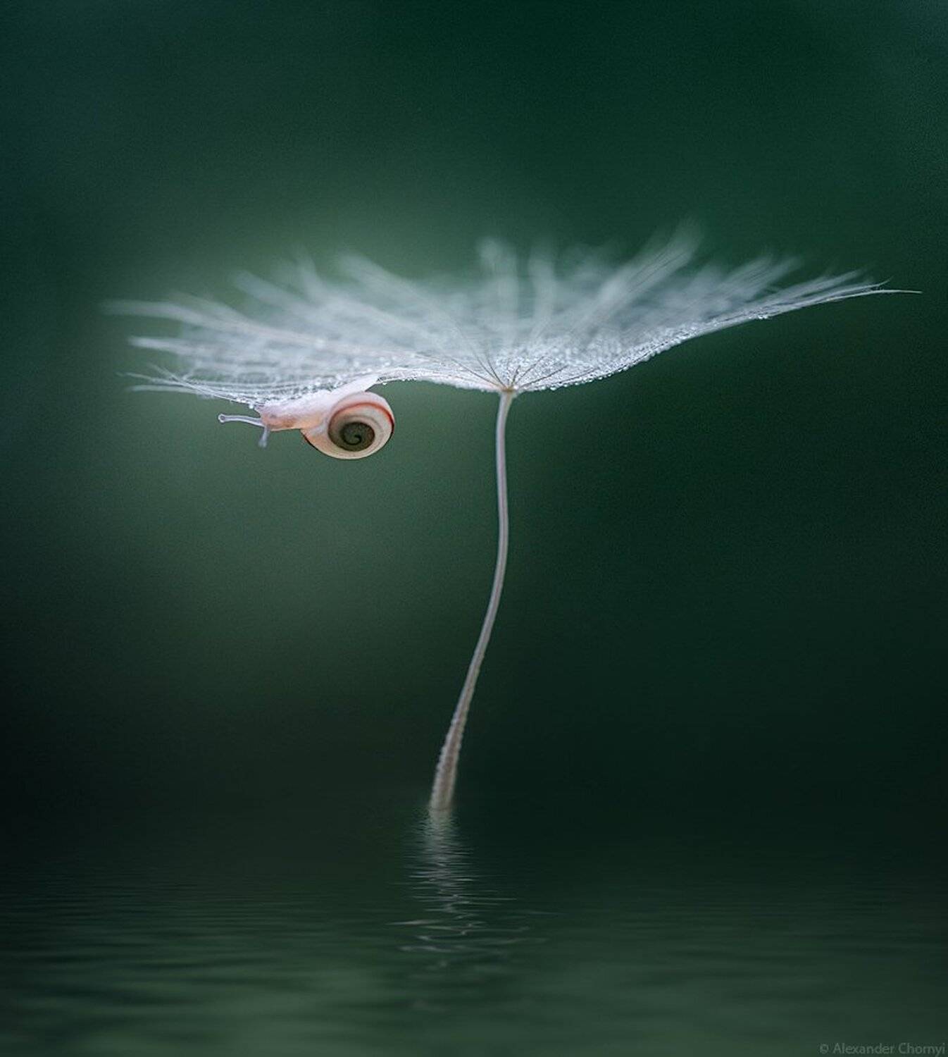 макро, макро красота, макро мир,, Александр Чорный